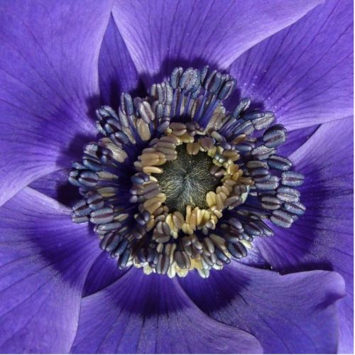 Anemone De Caen, Makrofotografija, Uždaryti Tvarsčius, Gėlė, Violetinė, Violetinė