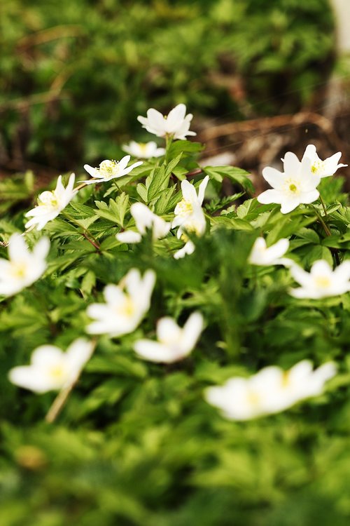 Plukių,  Pobūdį,  Gėlė,  Floros,  Lapų,  Lauke