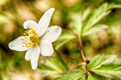 Plukių,  Pobūdį,  Floros,  Gėlė,  Lapų,  Lauke