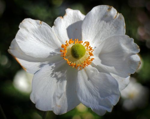 Anemones, Kritimo Anemonis, Sodo Augalas, Žydėti, Anemonis, Ruduo, Žiedas, Žydėti, Rudens Sodas, Gėlių Sodas