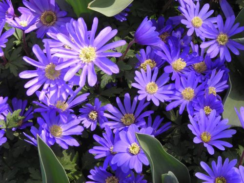 Anemones, Pavasario Požymiai, Violetinė, Frühlingsanemone, Gėlė