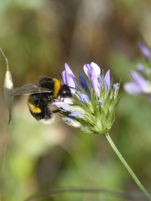 Ángano, Libar, Laukinė Gėlė, Išsamiai, Bombus Terrestris