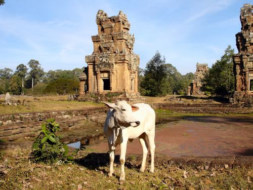 Angkor, Angkor Wat, Kambodža, Senas, Šventykla, Sugadinti, Religija, Ramus, Pasaulinis Paveldas, Pasibaigė, Griuvėsiai, Džiunglės, Karvė, Šventas