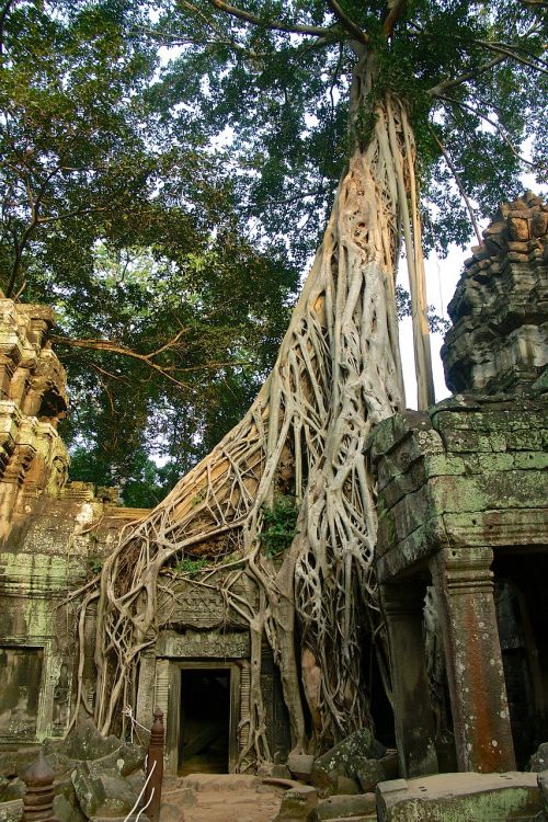 Angkor Tomas, Kambodža, Sugadinti, Asija, Šventykla, Strangler, Lara Croft, Angkor