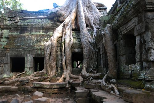 Angkor Wat, Medis, Turizmas, Kelionė, Šaknis, Kelionė, Kambodža