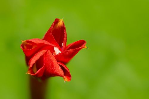 Angulata, Suapvalinti Lapai Yuhongcho, Wildflower, Iš Arti