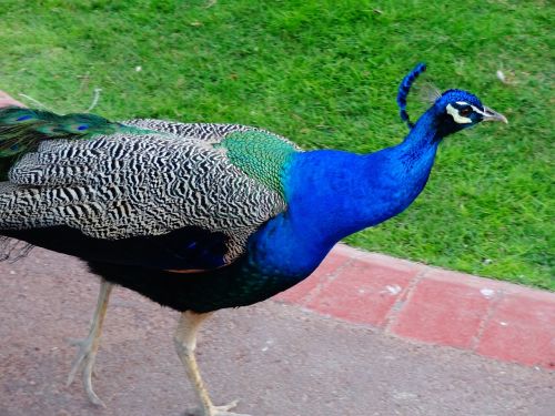 Gyvūnas, Nuotrauka, Fotografija, Laukiniai, Miestas, Dubai, Povas Povas Mėlynas, Paukštis