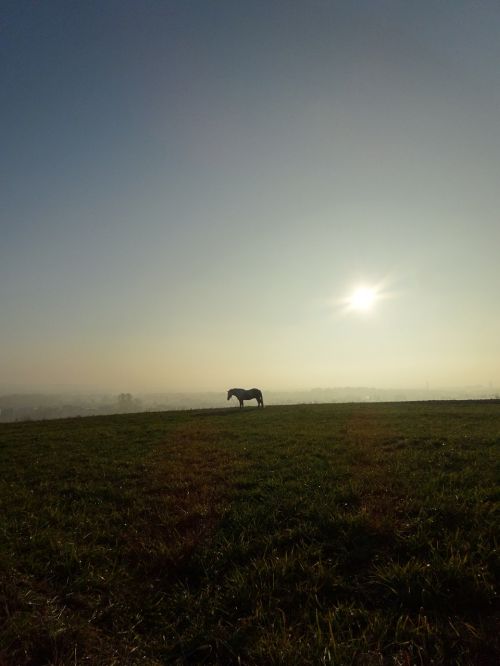 Gyvūnas, Arklys, Pieva, Šviesa, Kraštovaizdis