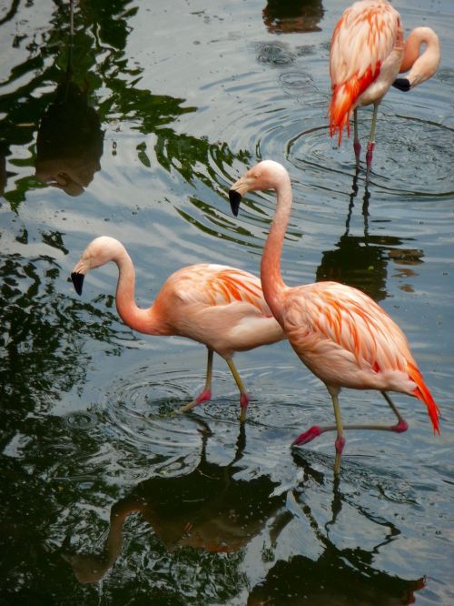 Gyvūnas, Flamingo, Laukinė Gamta, Rožinis, Paukštis