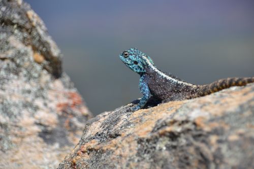 Gyvūnas, Gecko, Ropliai, Driežas, Gamta, Ropliai