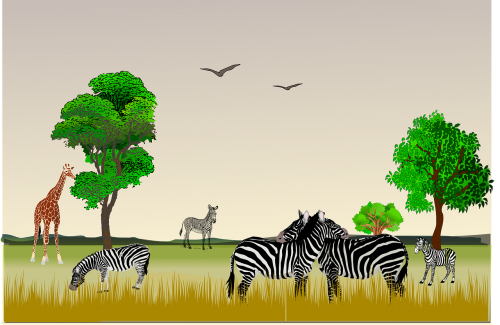 Gyvūnas, Gruodžio 9 D ., Gruodžio 10, Rytų Afrika, Žirafa, Gamta, Selous Žaidimų Rezervas, Tanzanija, Zebra, Zebras, Nemokama Vektorinė Grafika