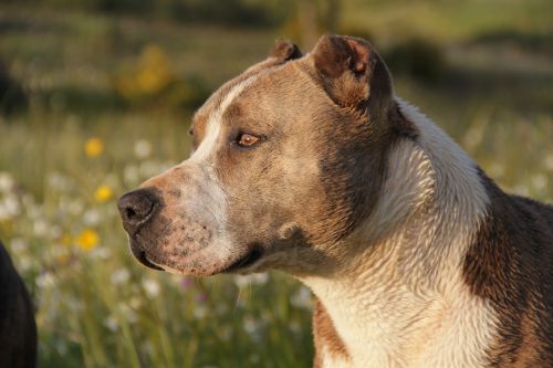 Gyvūnas, Šuo, Pitbull