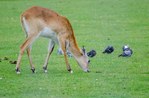 Afrika,  Afrikos,  Gyvūnas,  Antilopė,  Išsaugojimas,  Diena,  Ekologija,  Aplinka,  Fauna,  Moteris,  Žaidimas,  Žolė,  Ganyklos,  Žolėdis,  Kobus,  Leche,  Lechwe,  Žinduolis,  Natūralus,  Gamta,  Lauke,  Raudona,  Rezervas,  Safari,  Pietus,  Stovintis,  Aukštas,  Nepažeista,  Laukiniai,  Gyvūnas