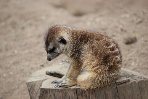 Gyvūnas, Žinduolis, Mielas, Zoologijos Sodas, Meerkat, Ruda, Mažas