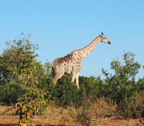 Gyvūnas, Žirafa, Afrika, Gyvūnai, Gamta, Nacionalinis Parkas