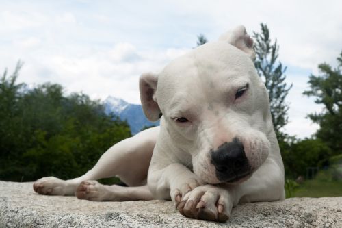 Gyvūnas, Šuo, Naminis Gyvūnėlis, Dogo Argentino, Tierpoträt, Laukinės Gamtos Fotografija, Mielas, Pavargęs