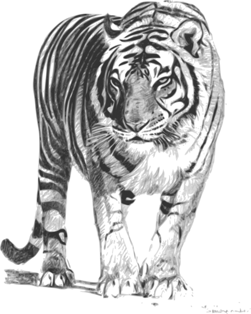 Gyvūnas, Tigras, Sumatrano Tigras, Laukinė Gamta, Gamta, Nemokama Vektorinė Grafika