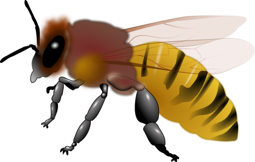 Gyvūnas, Bičių, Medus, Medaus Bitė, Vabzdys, Nemokama Vektorinė Grafika