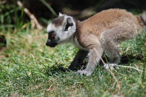 Gyvūnas, Zoologijos Sodas, Gamta, Gyvūnų Portretas, Lemūrai