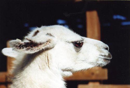 Gyvūnas, Zoologijos Sodas, Gyvūnai, Gyvūnų Portretas