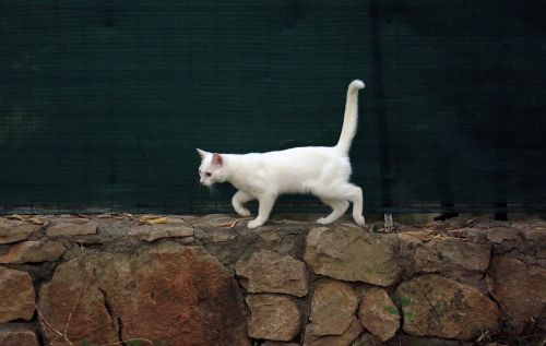 Gyvūnas, Katė, Balta Katė