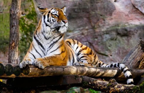 Gyvūnas, Tigras, Plėšrūnas, Katė, Dėmesio, Tiergarten Nürnberg