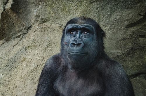 Gyvūnas, Gyvūnų Fotografija, Ape, Gorila, Beždžionė, Laukinė Gamta