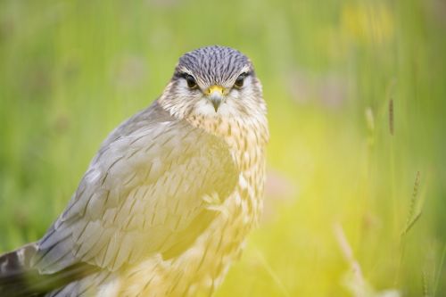 Gyvūnas, Gyvūnų Fotografija, Paukštis, Makro