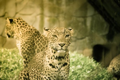 Gyvūnas, Gyvūnų Fotografija, Didelė Katė, Leopardas, Atspindys, Laukinis Katinas, Laukinė Gamta