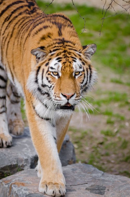 Gyvūnas, Didelė Katė, Safari, Tigras, Laukinis Katinas, Laukinė Gamta, Zoologijos Sodas