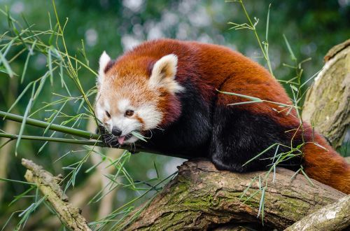 Gyvūnas, Mielas, Raudonoji Panda, Medis, Laukinė Gamta
