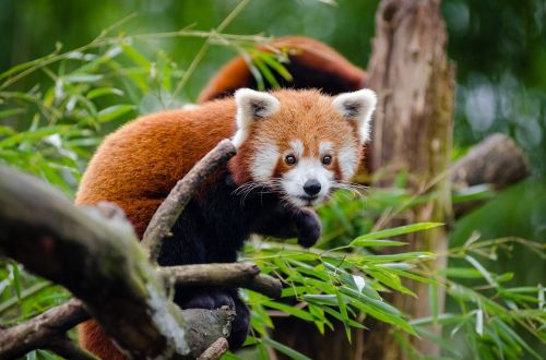 Gyvūnas, Mielas, Raudonoji Panda, Medis, Laukinė Gamta, Zoologijos Sodas
