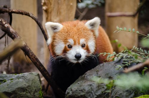 Gyvūnas, Mielas, Raudonoji Panda, Laukinė Gamta, Zoologijos Sodas