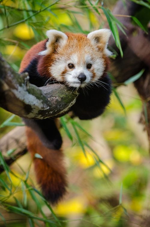 Gyvūnas, Mielas, Raudonoji Panda, Medis, Laukinė Gamta, Zoologijos Sodas