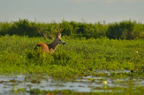 Gyvūnas, Antlers, Elnias, Lauke, Vanduo, Laukinė Gamta