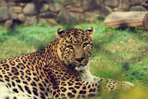 Gyvūnas, Didelė Katė, Leopardas, Safari, Laukinis Katinas, Laukinė Gamta, Zoologijos Sodas