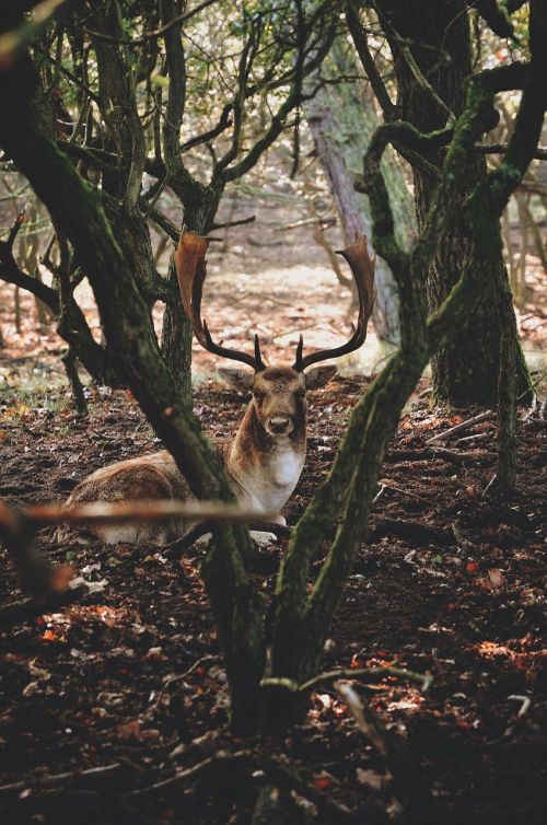 Gyvūnas, Antlers, Buck, Elnias, Miškas, Lauke, Medžiai, Laukinė Gamta, Miškai