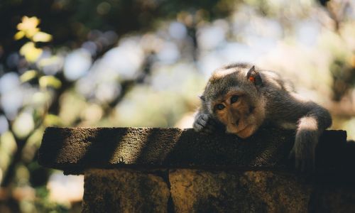 Gyvūnas, Mielas, Beždžionė, Primatas, Medis, Laukinė Gamta, Zoologijos Sodas