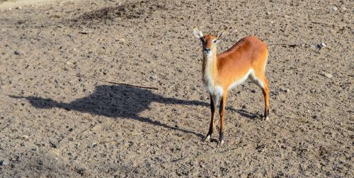 Gyvūnas, Gamta, Fauna, Afrika