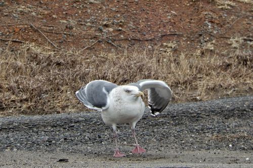 Gyvūnas, Papludimys, Promenada, Jūrų Kyla, Kajakas, Jūros Paukštis, Laukinis Gyvūnas, Natūralus