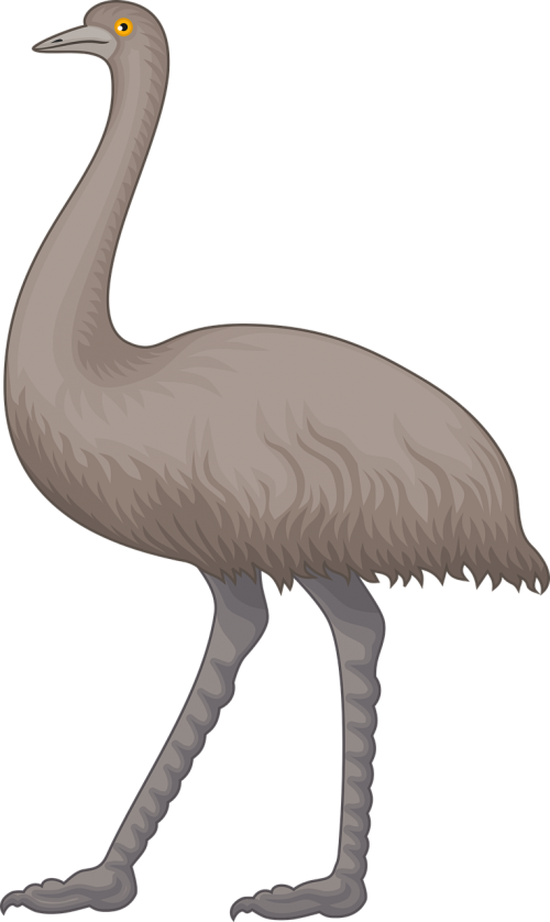 Gyvūnas, Australia, Australian, Paukštis, Emu, Skrydis Be Skrydžio, Nemokama Vektorinė Grafika