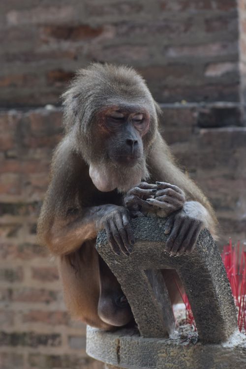 Gyvūnas, Maitintis Beždžiones, Chau Thoi
