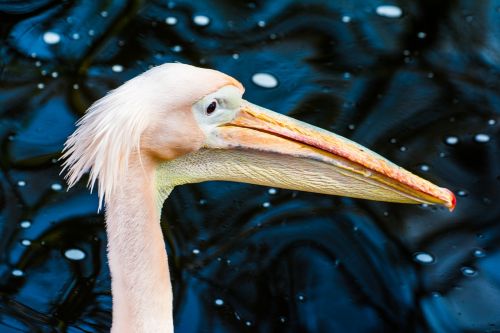 Gyvūnas, Zoologijos Sodas, Vanduo, Uždaryti