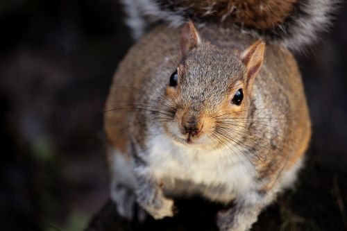 Gyvūnas, Voverė, Gamta, Laukiniai, Mielas, Laukinė Gamta, Žinduolis, Lauke, Pūkuotas, Kailis, Parkas, Mažas, Ruda, Žavinga, Fotografija, Zoologija, Portretas, Laimingas, Atrodo, Meilė, Draugystė, Gyvenimas, Žemė