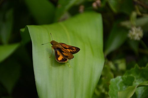 Gyvūnas, Drugelis, Klaida, Gamta, Fauna