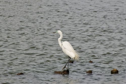 Gyvūnas, Upė, Heronas, Egret, Vandens Paukščiai, Laukiniai Paukščiai, Laukinis Gyvūnas, Natūralus, Kraštovaizdis