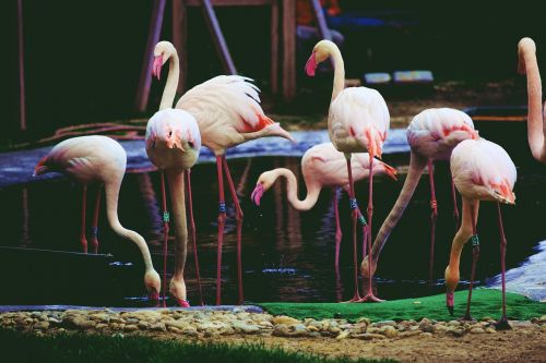 Gyvūnas, Flamingo, Rožinis