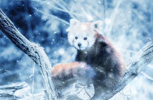 Gyvūnas, Raudonoji Panda, Sniegas, Menas, Vintage, Žiema, Gamta, Dekoratyvinis