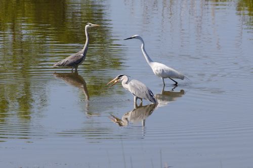 Gyvūnas, Upė, Vandentiekis, Laukiniai Paukščiai, Heronas, Pilka Giraitė, Egret, Laukinis Gyvūnas, Natūralus, Kraštovaizdis