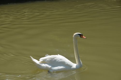 Gyvūnas, Gulbė, Balta